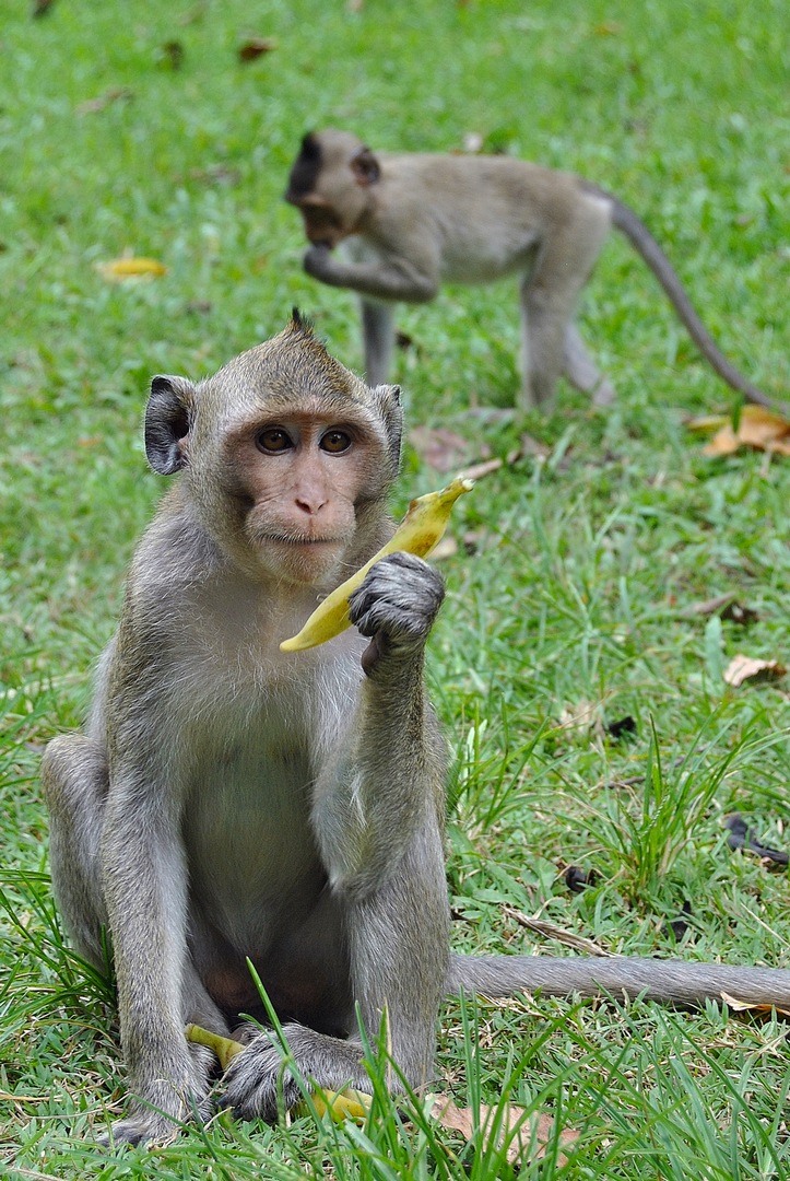 cambigia_thailandia2011_009-jpg