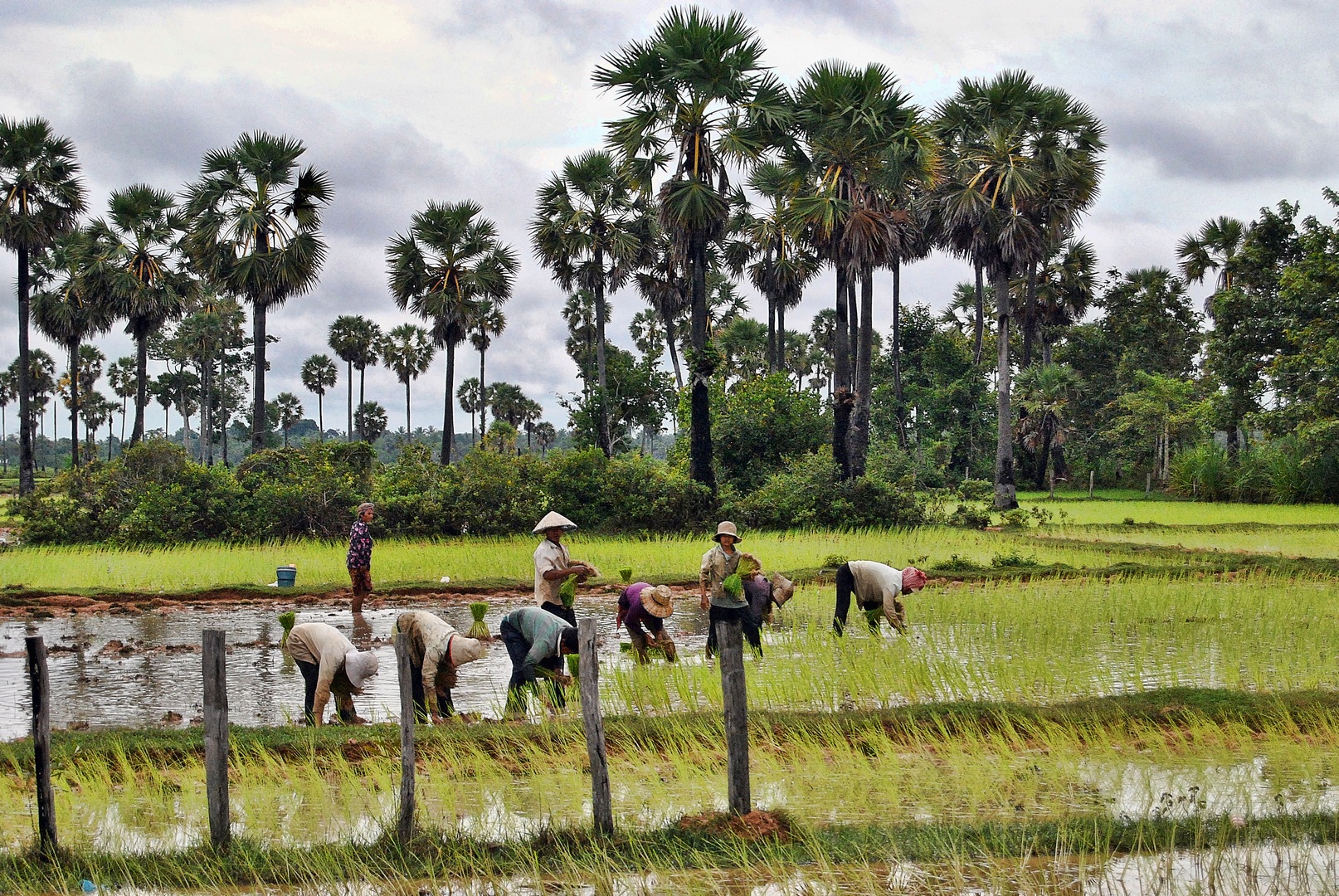 cambigia_thailandia2011_060-jpg