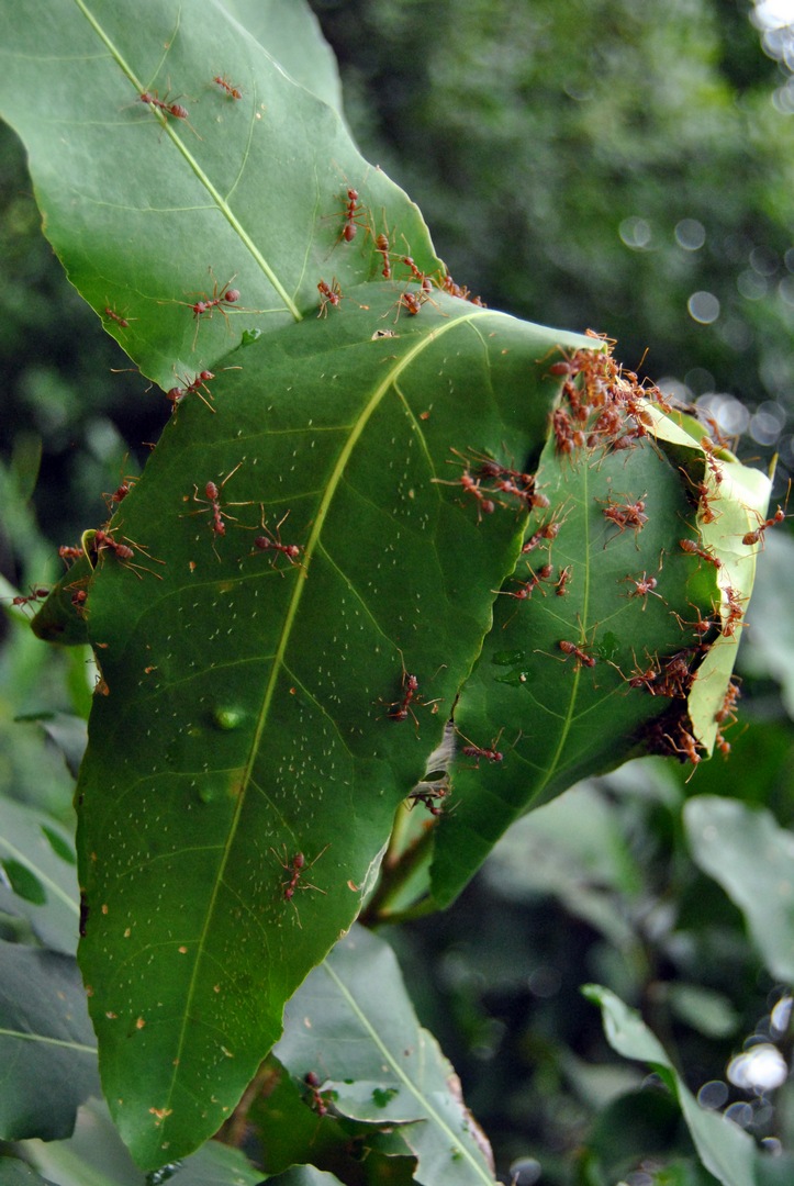 cambigia_thailandia2011_066-jpg