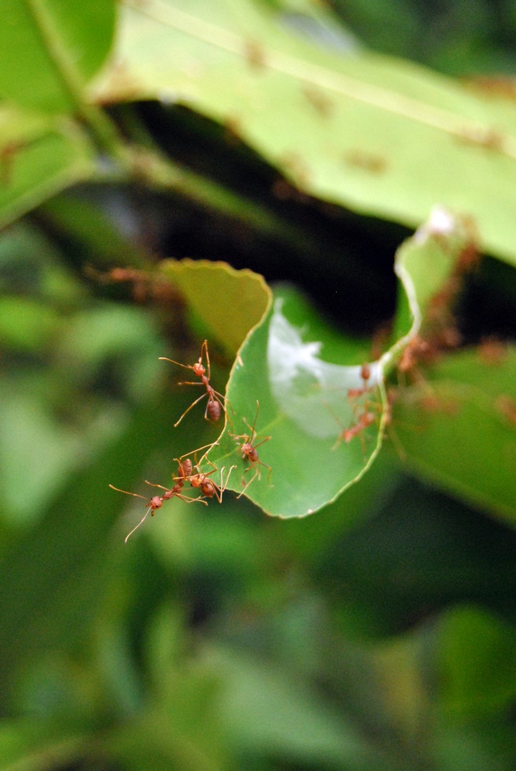 cambigia_thailandia2011_076-jpg