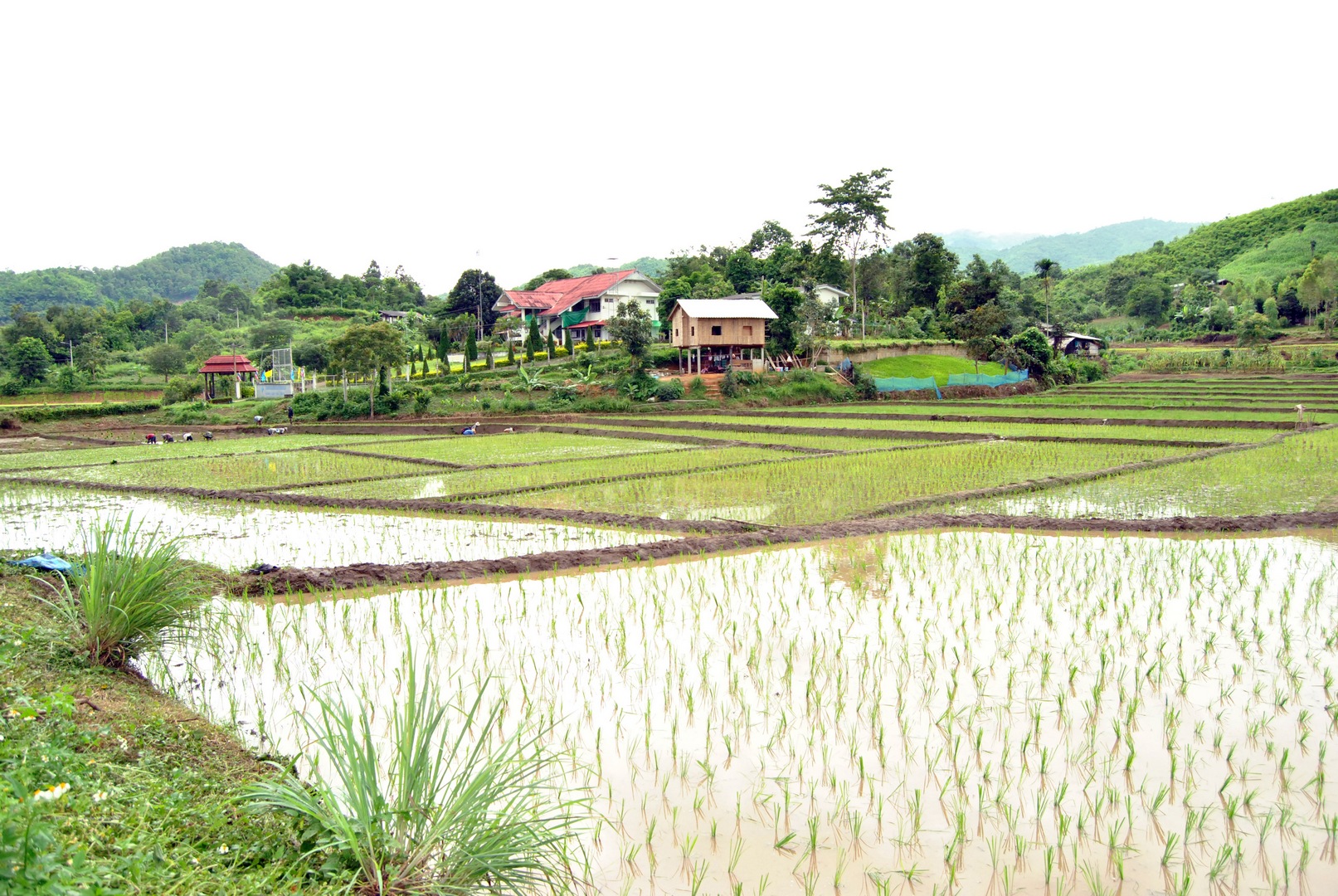 cambigia_thailandia2011_262-jpg