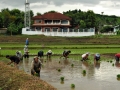 cambigia_thailandia2011_263-jpg